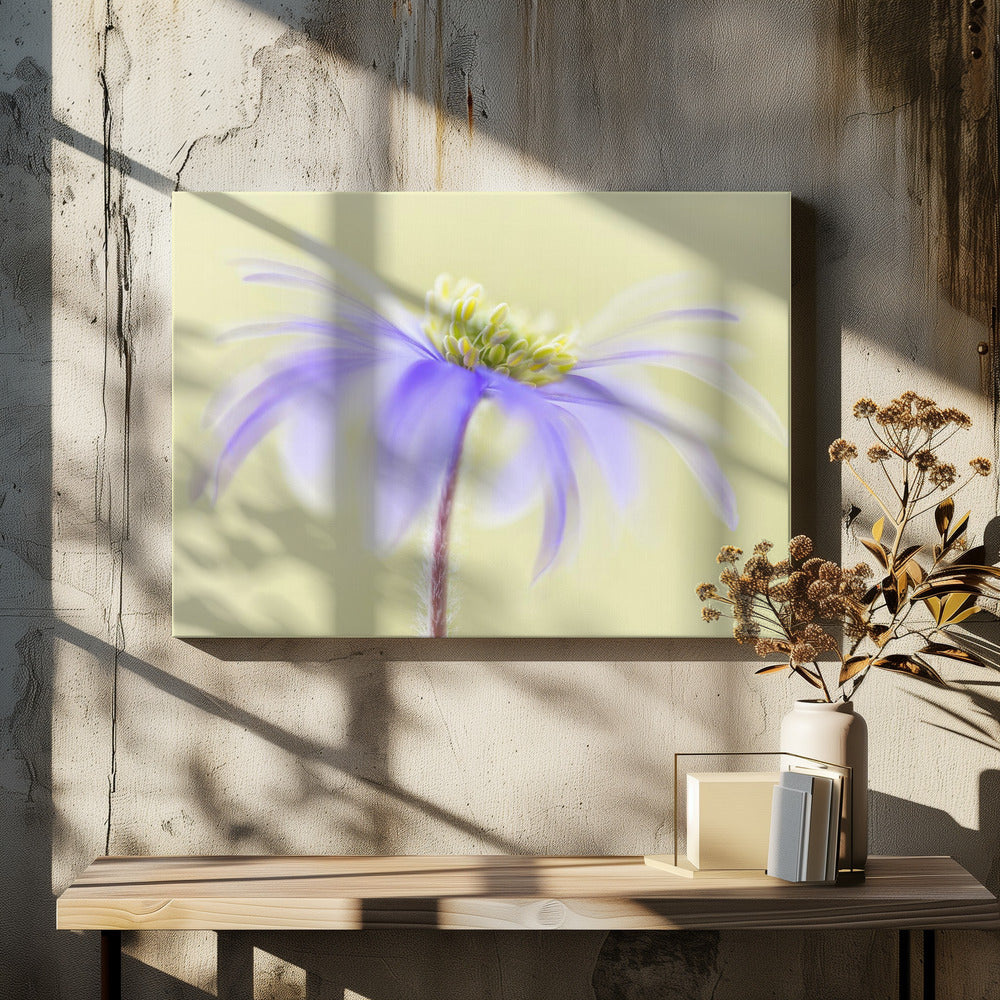 Anemone Blanda | Leinwand
