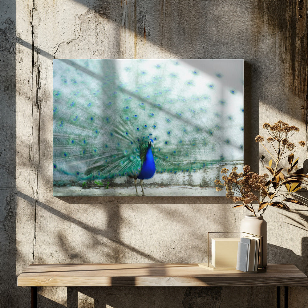 Peacock | Canvas