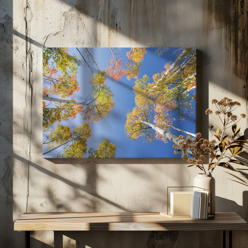 Herbstbirken | Leinwand