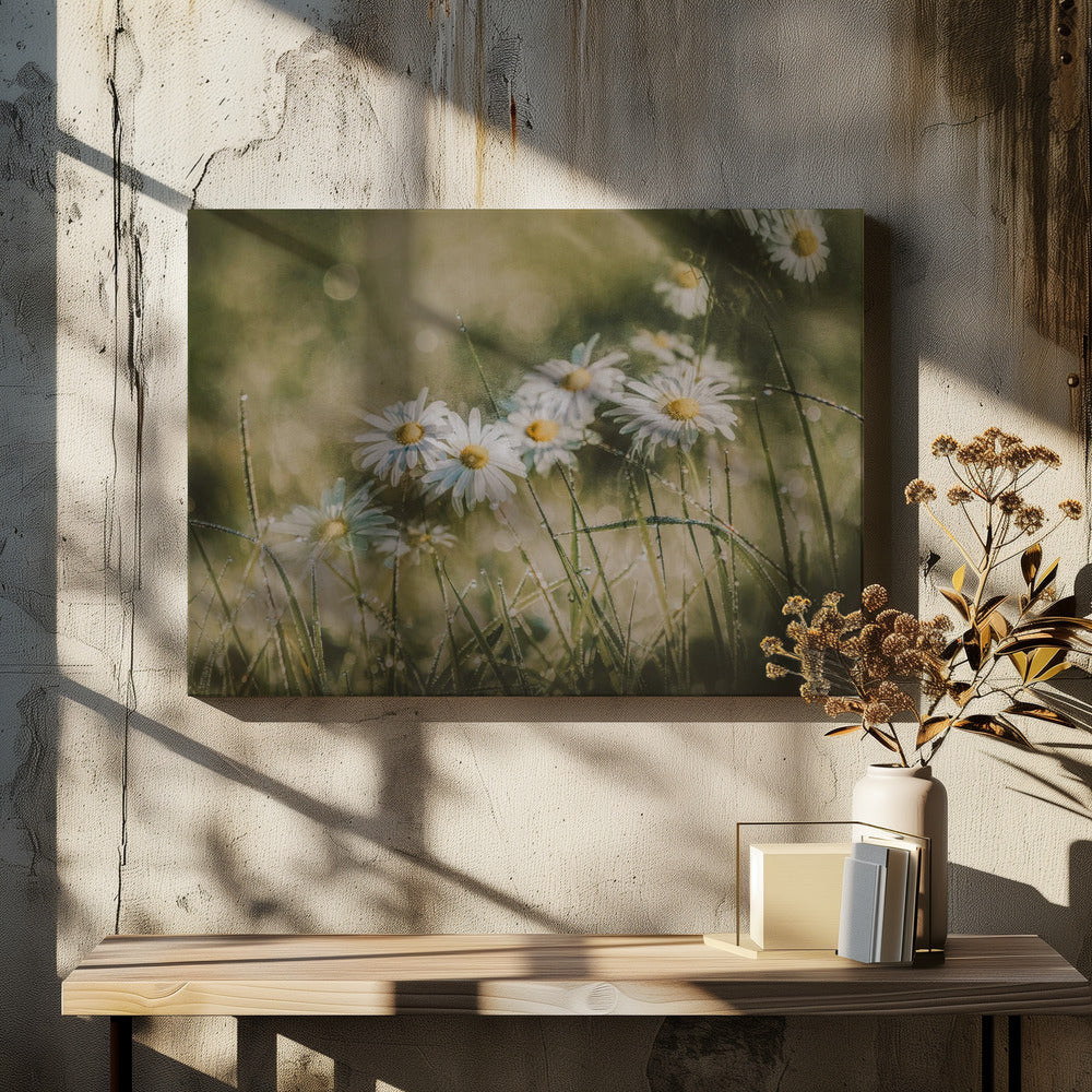 Gänseblümchen am frühen Morgen | Leinwand