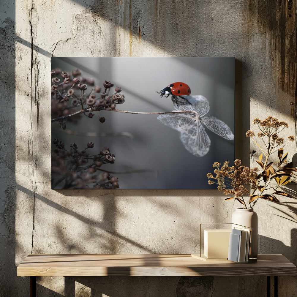 Ladybird on hydrangea. | Canvas