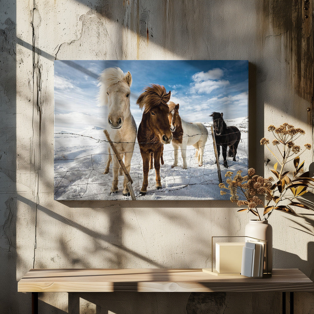 Isländische Frisur | Leinwand