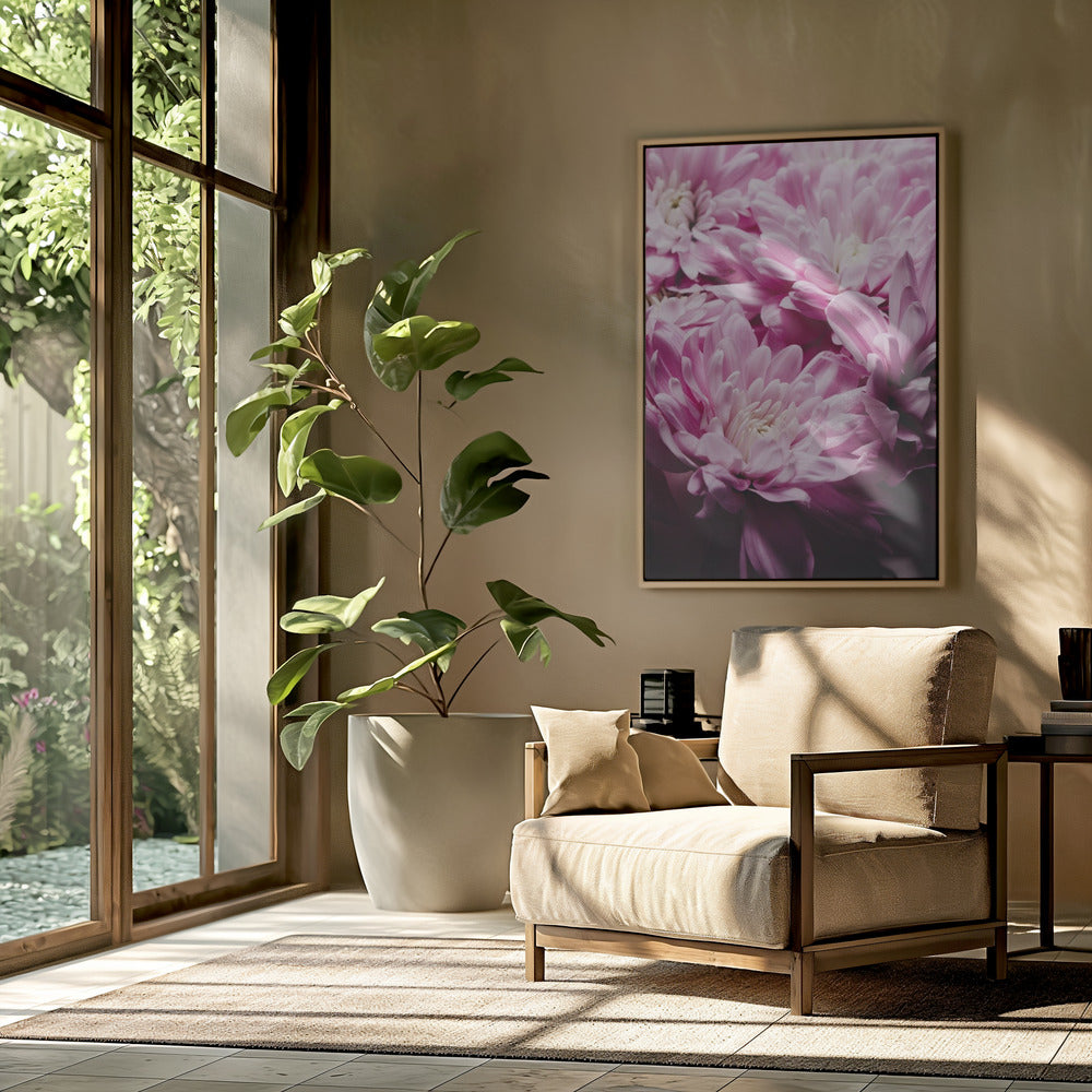 Leuchtend rosa Chrysanthemenblüten | Poster