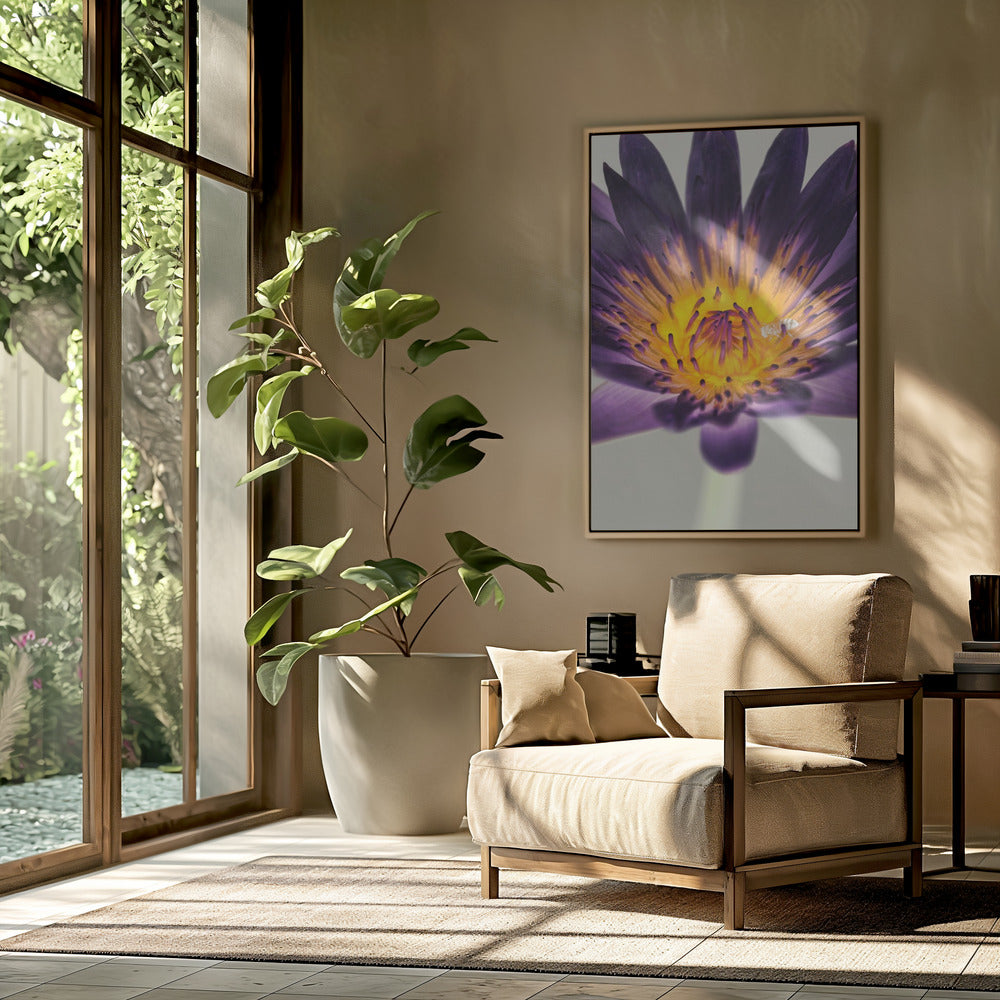 Lila Wasserlilie | Poster