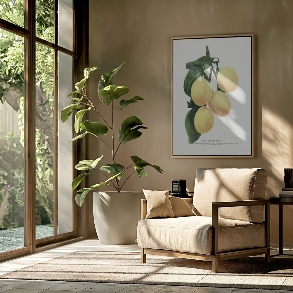 Coes Golden Drop Plum Lithographie | Poster