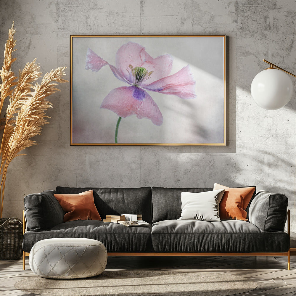 Pastellmohn | Leinwand