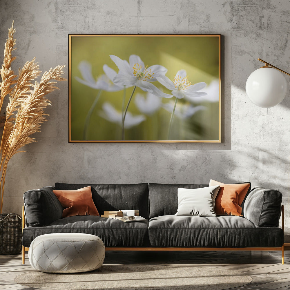 Wood Anemones | Canvas
