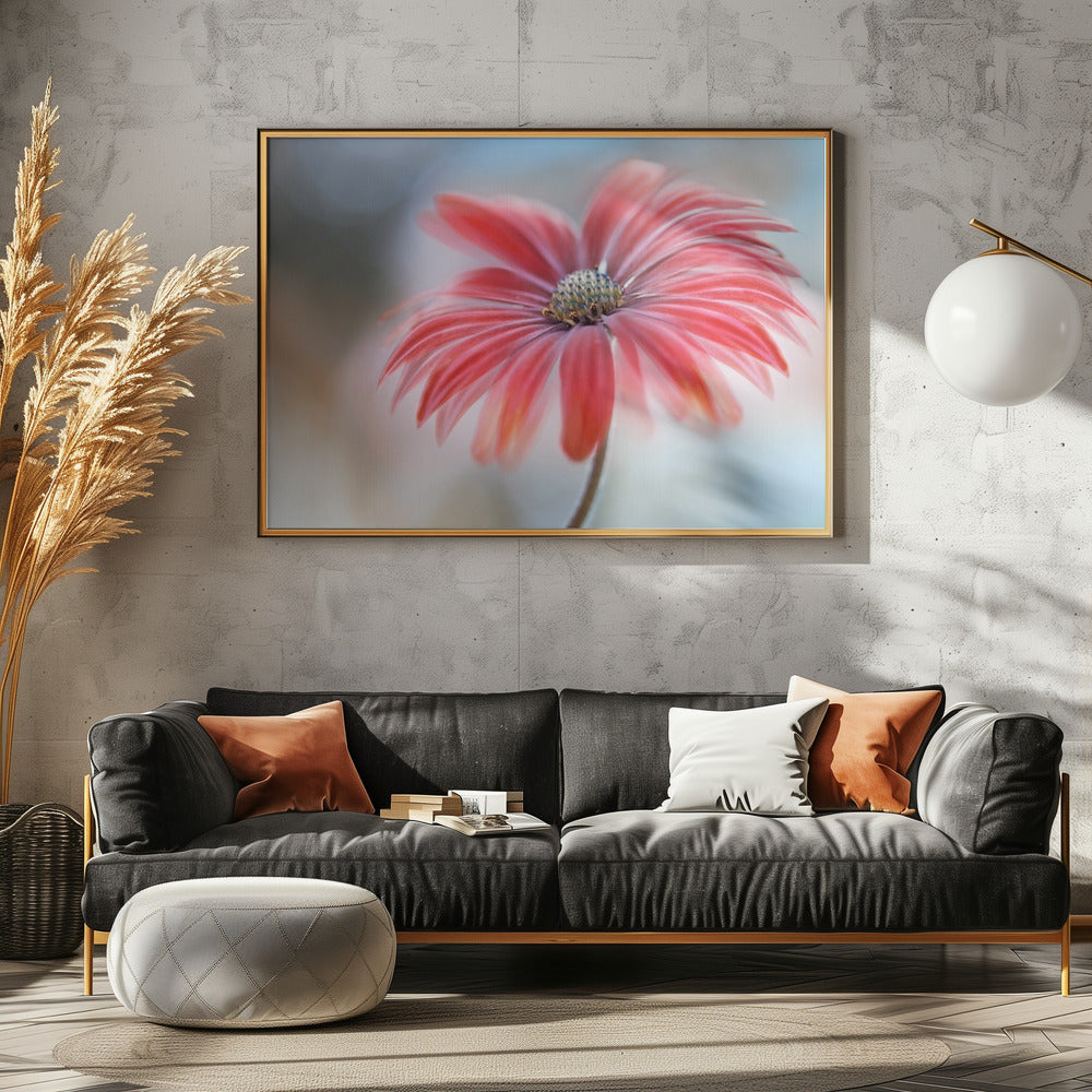 Cape Daisy* | Canvas