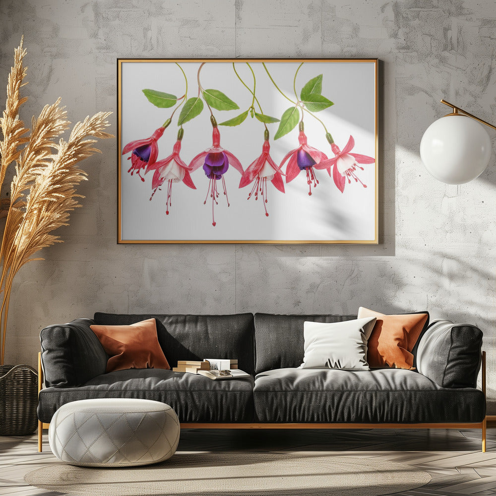 .Fuchsia. | Leinwand