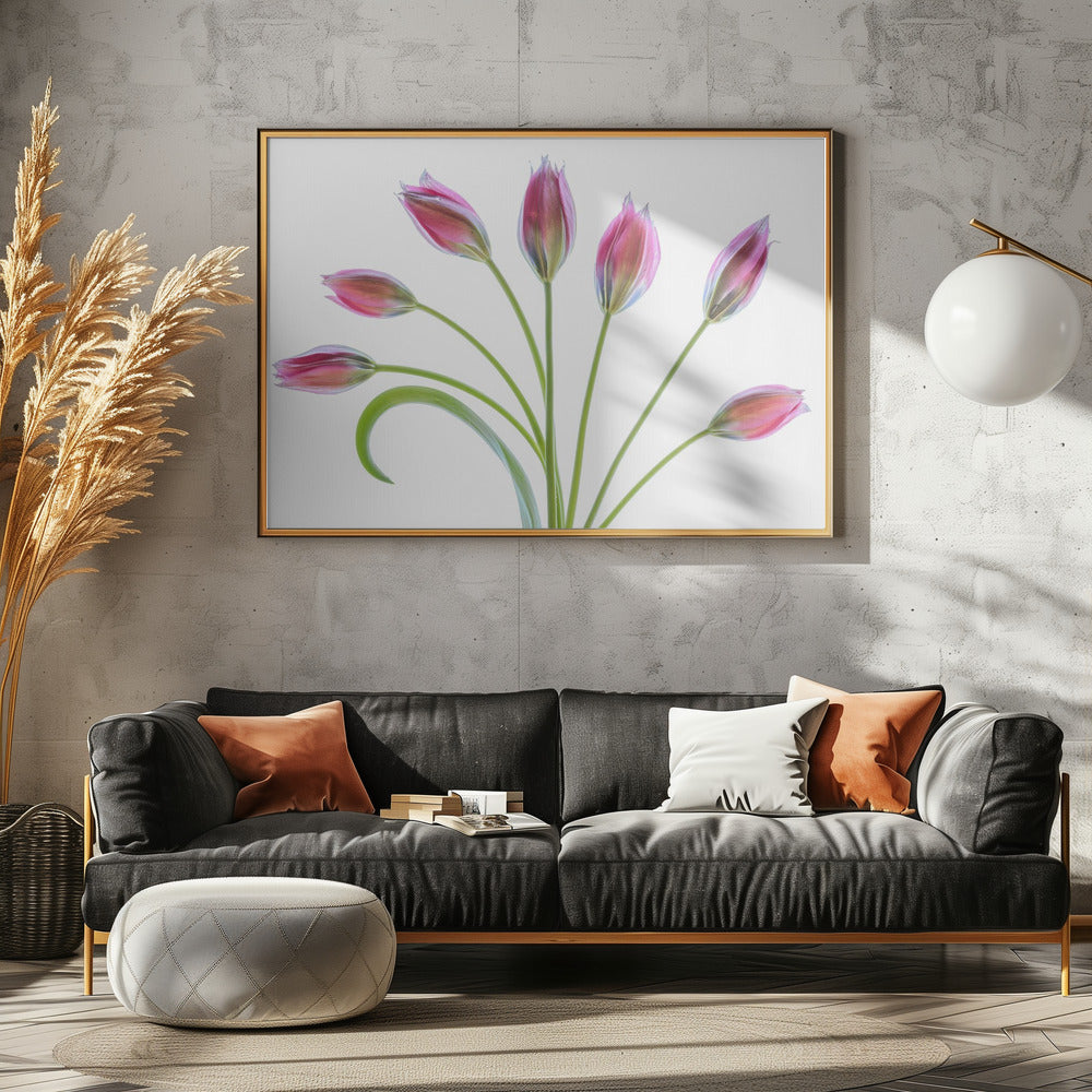 Tulipa | Leinwand