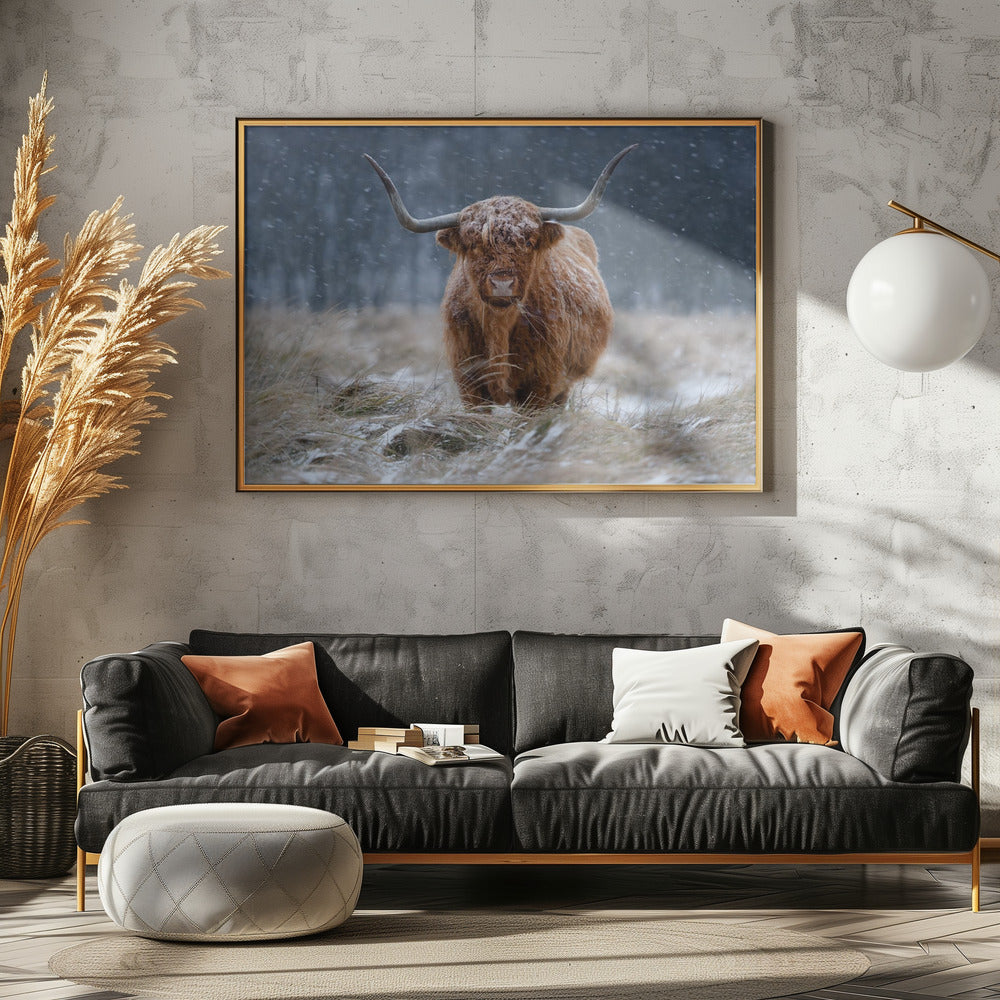 Schneebedeckte Hochlandkuh | Poster