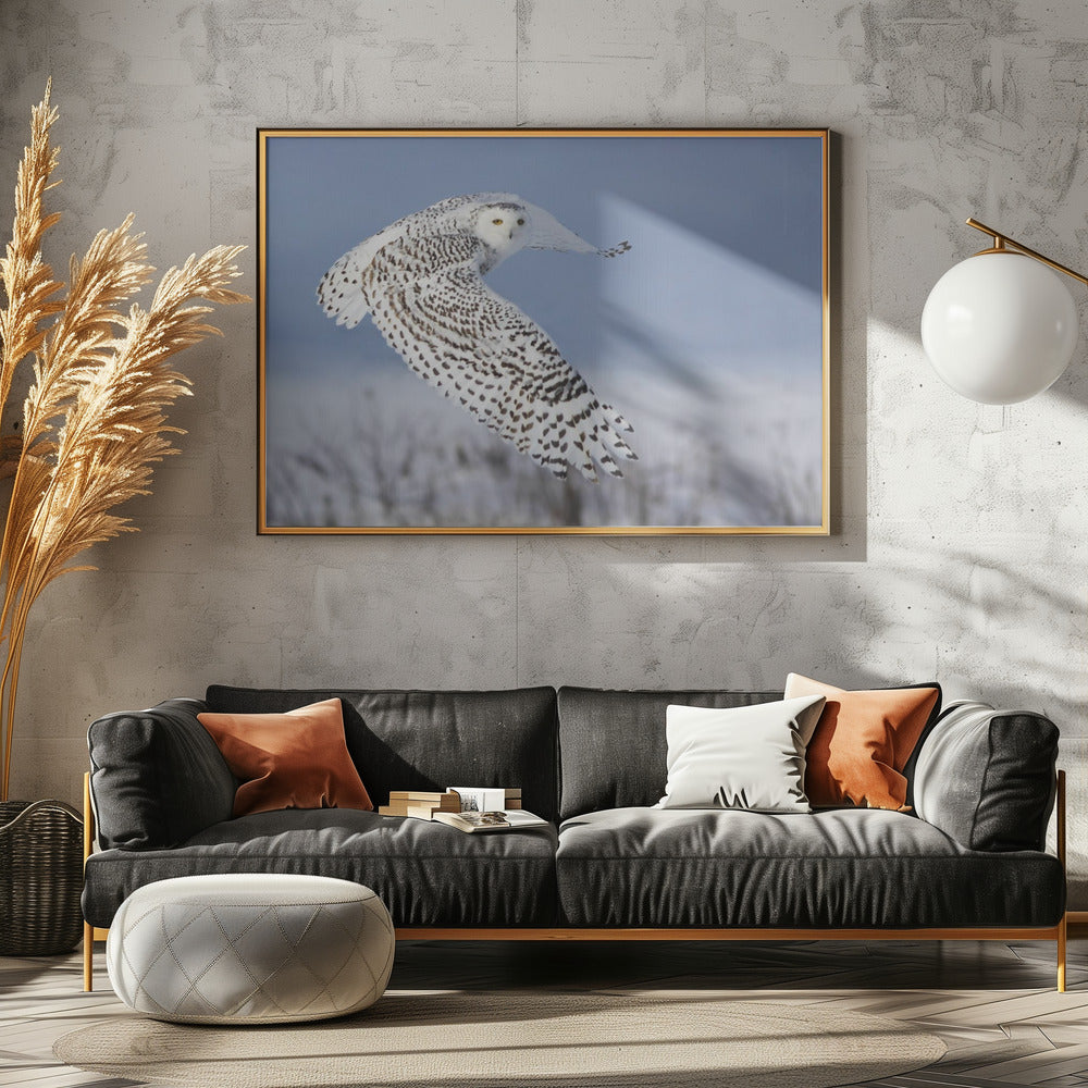 Schneeeule | Leinwand