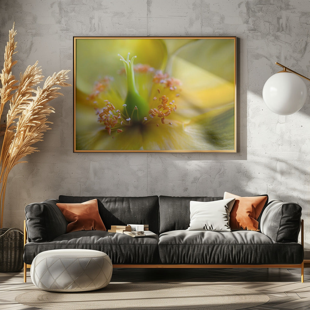Johanniskraut | Poster