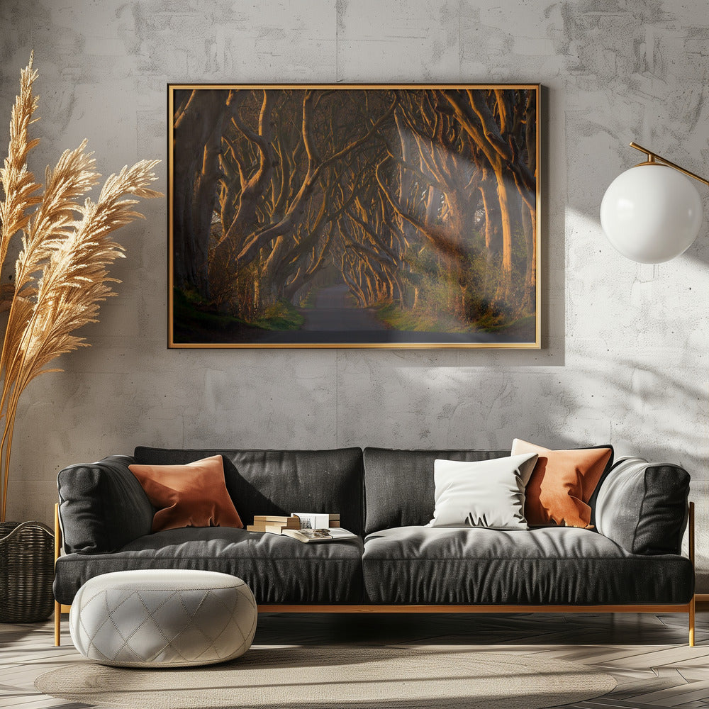 The Dark Hedges in the Morning Sunshine | Canvas