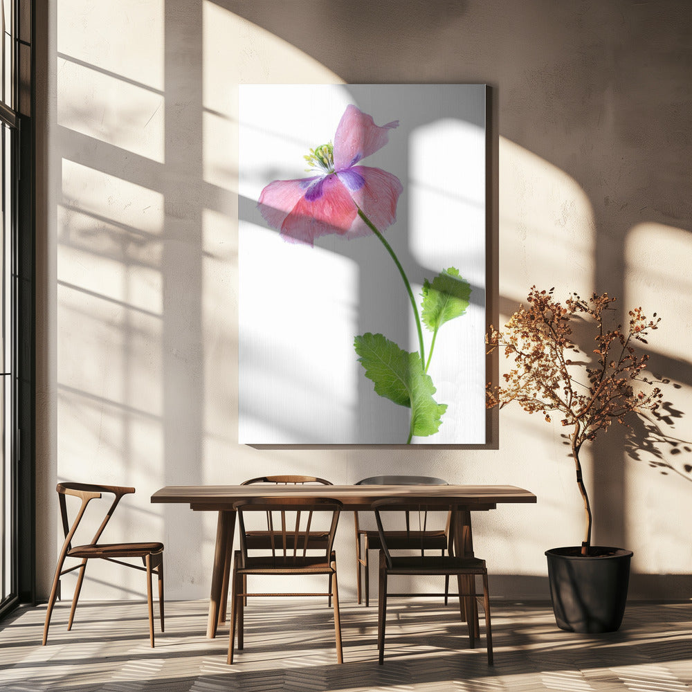 Poppy | Canvas