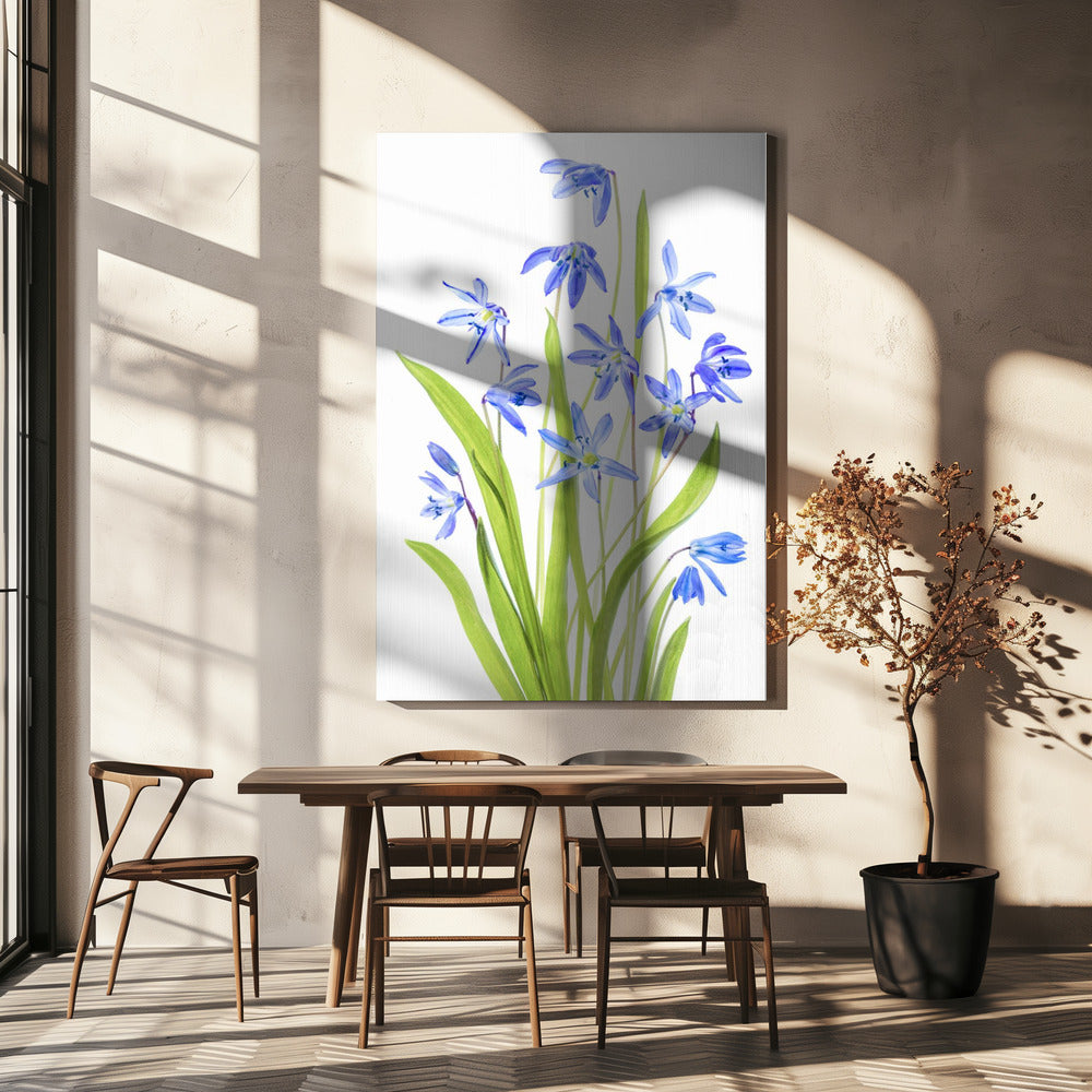 Scilla | Leinwand