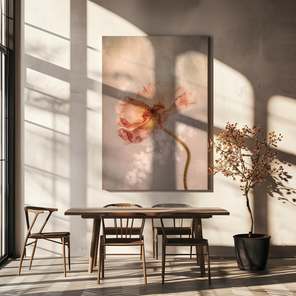 Radiant poppy | Canvas