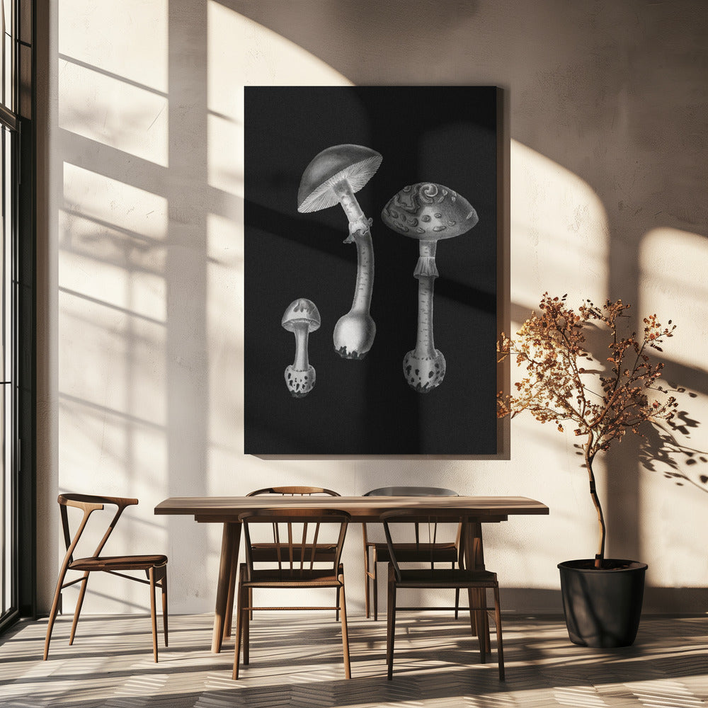 Amanita Muscaria  Black Backgound BW | Canvas
