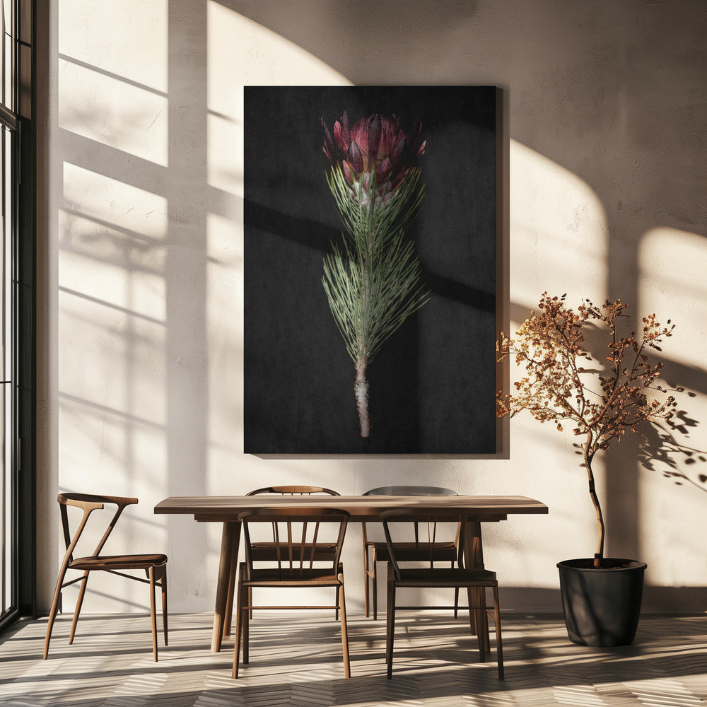 Protea Serenity | Leinwand
