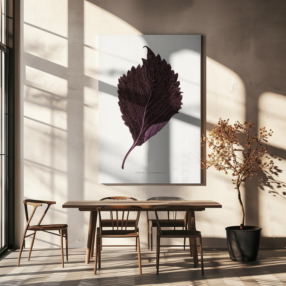 Pink Perilla Nankinensis Leaf Illustration | Canvas