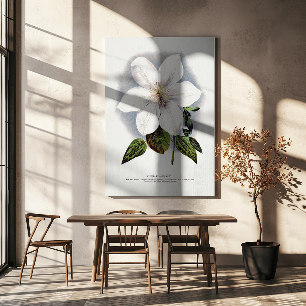 Clematis-Blumen-Lithografie | Leinwand