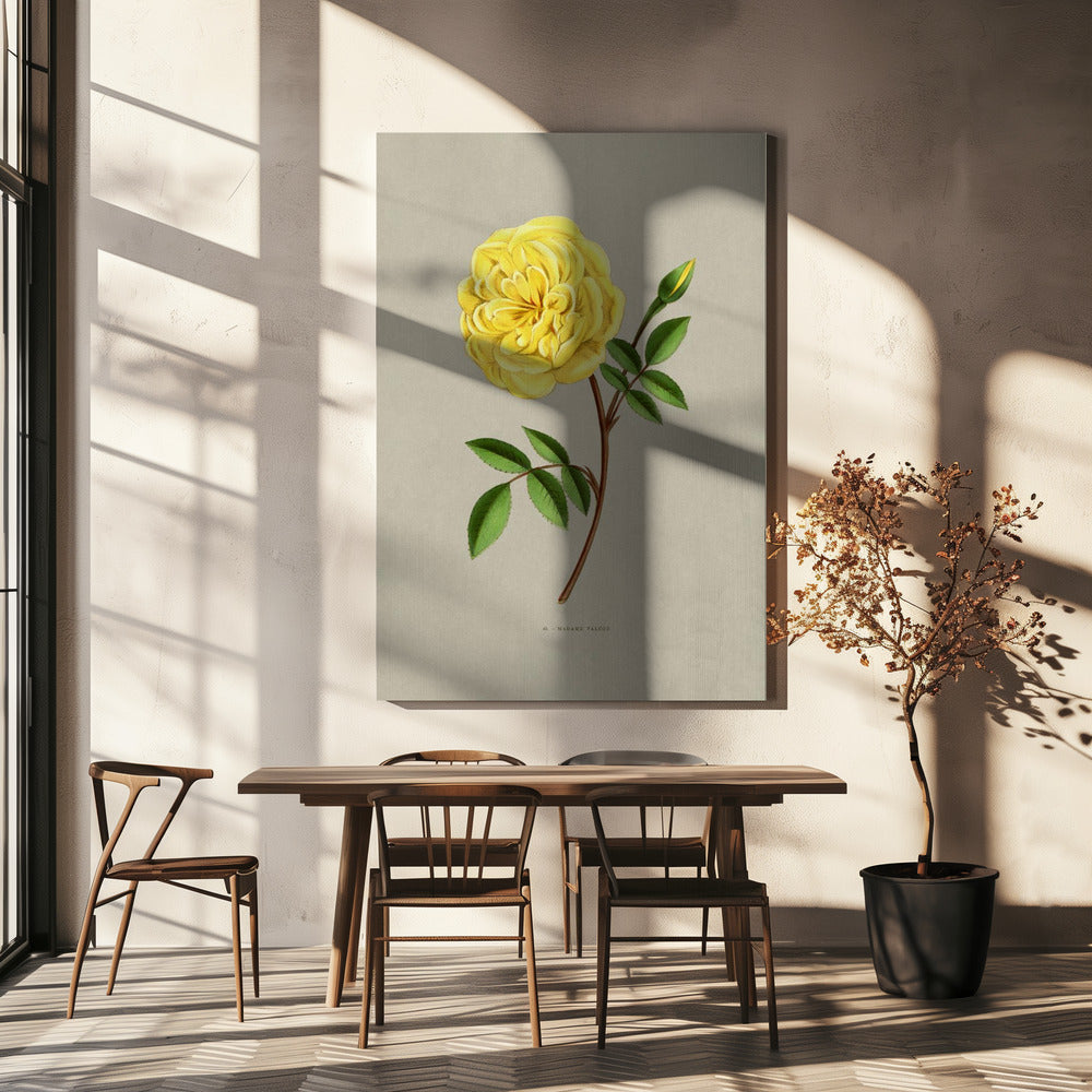 Rose Madame Falcot | Canvas
