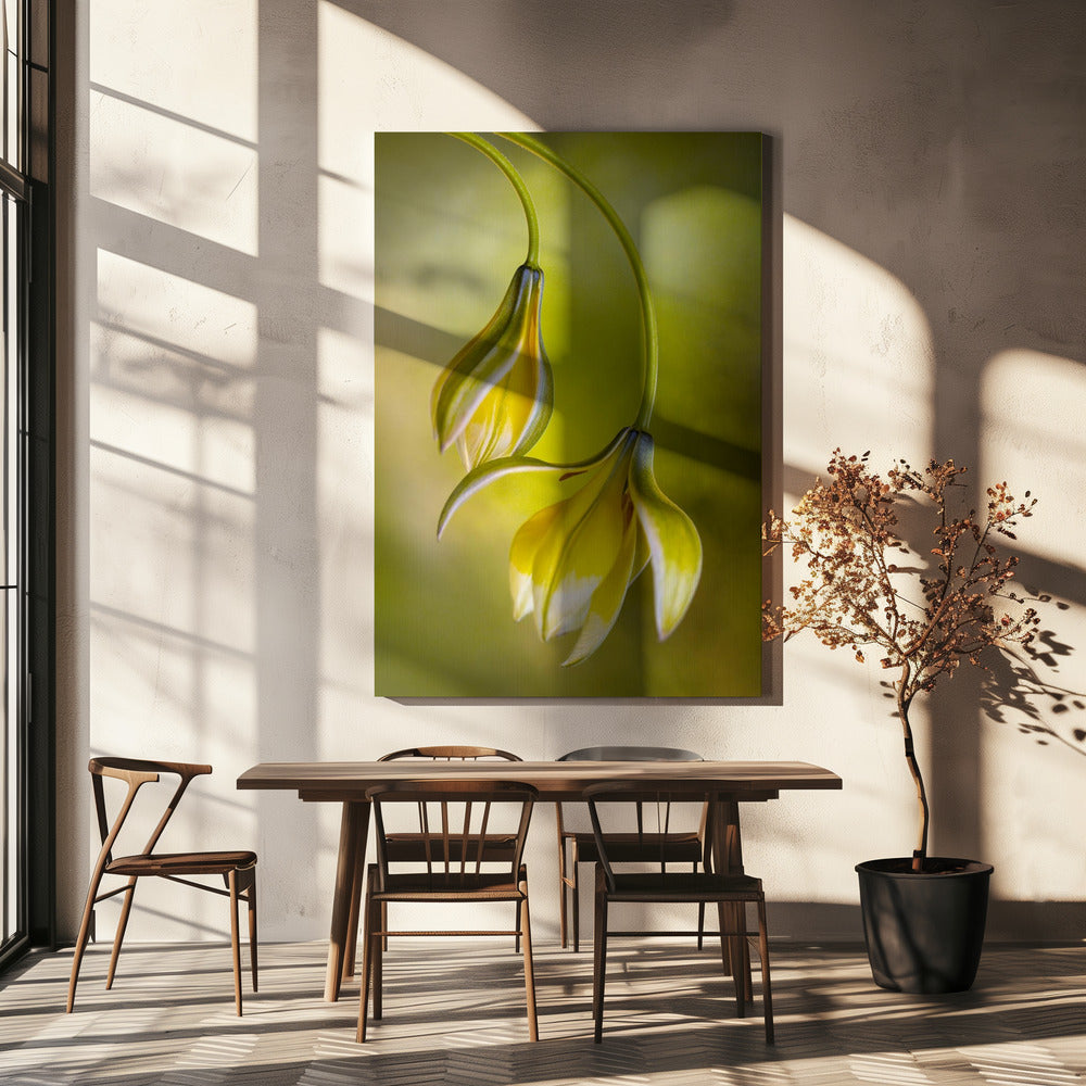 Tulipa | Leinwand