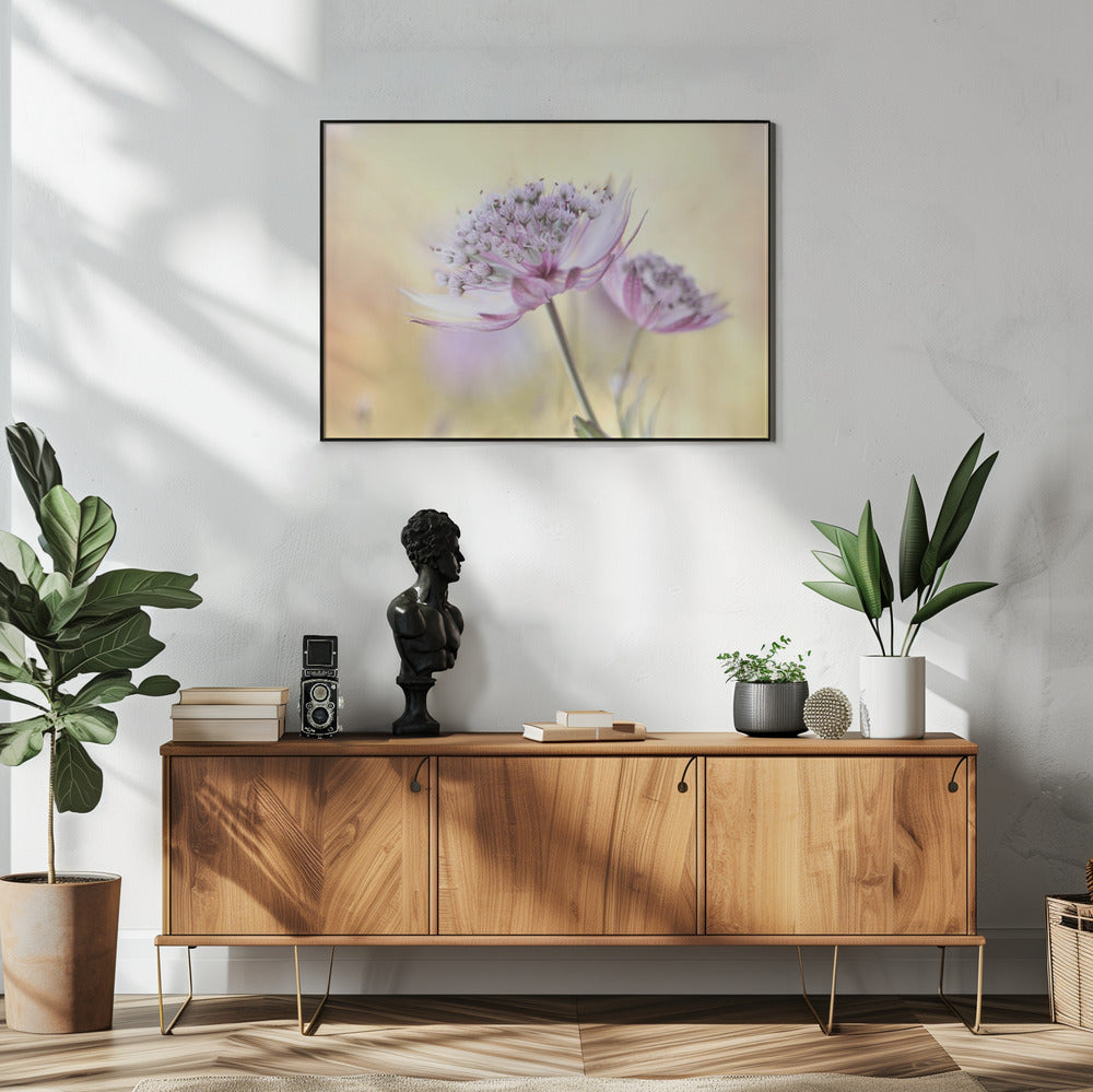Rosa Astrantia | Poster