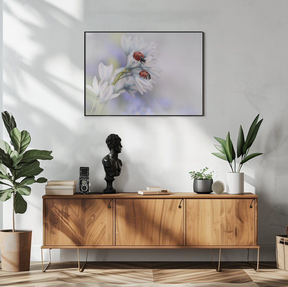 Ladybirds | Poster