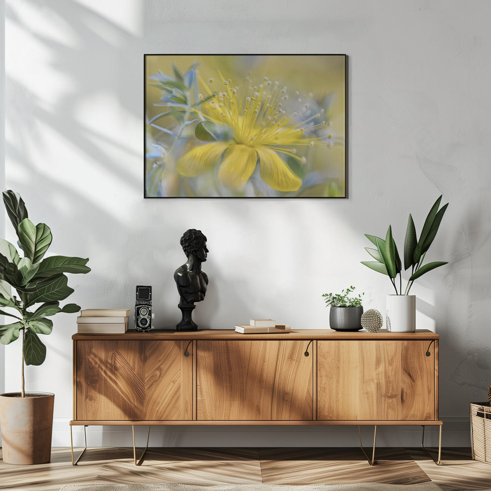 Hypericum | Poster