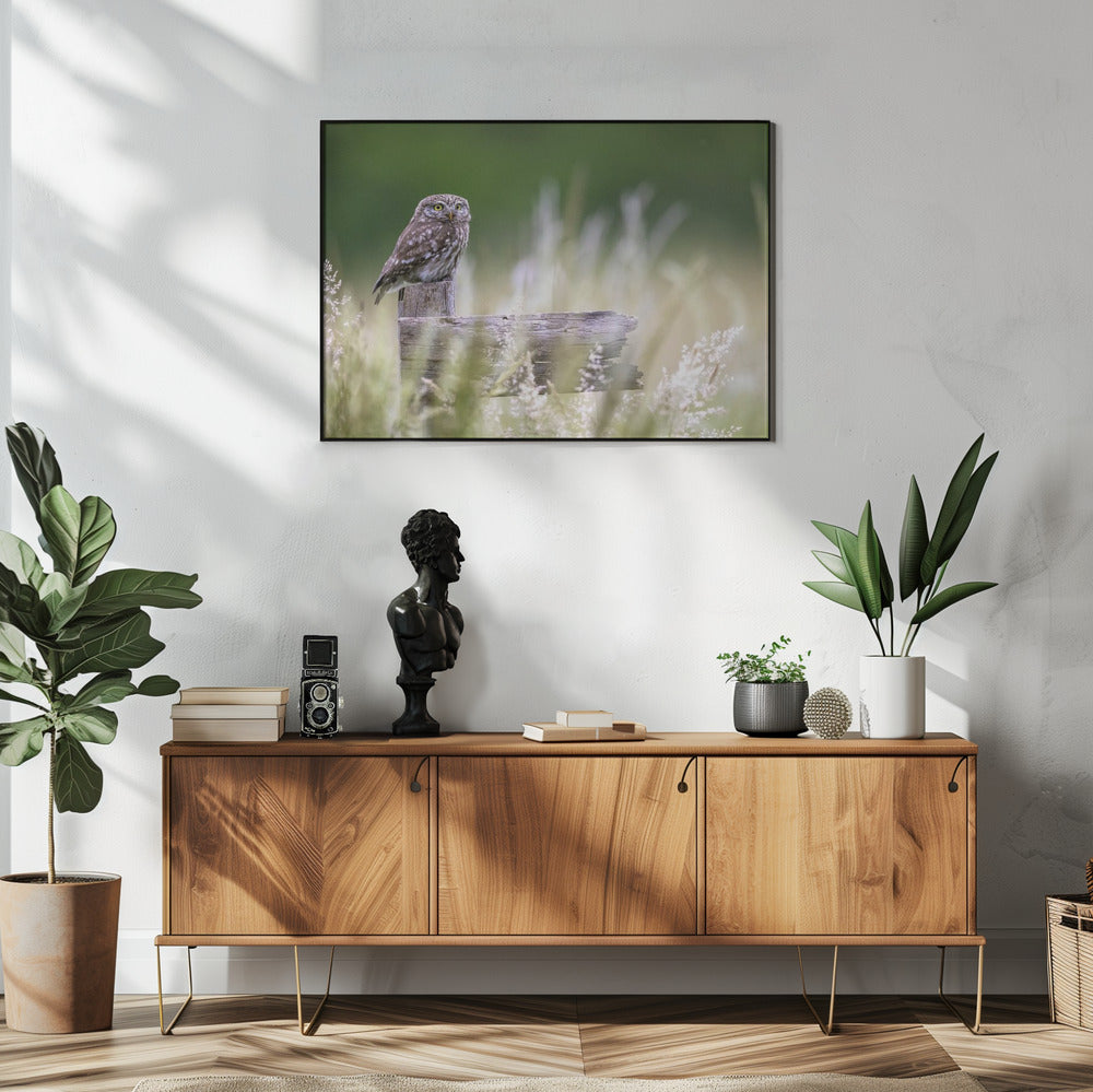 Little owl | Poster