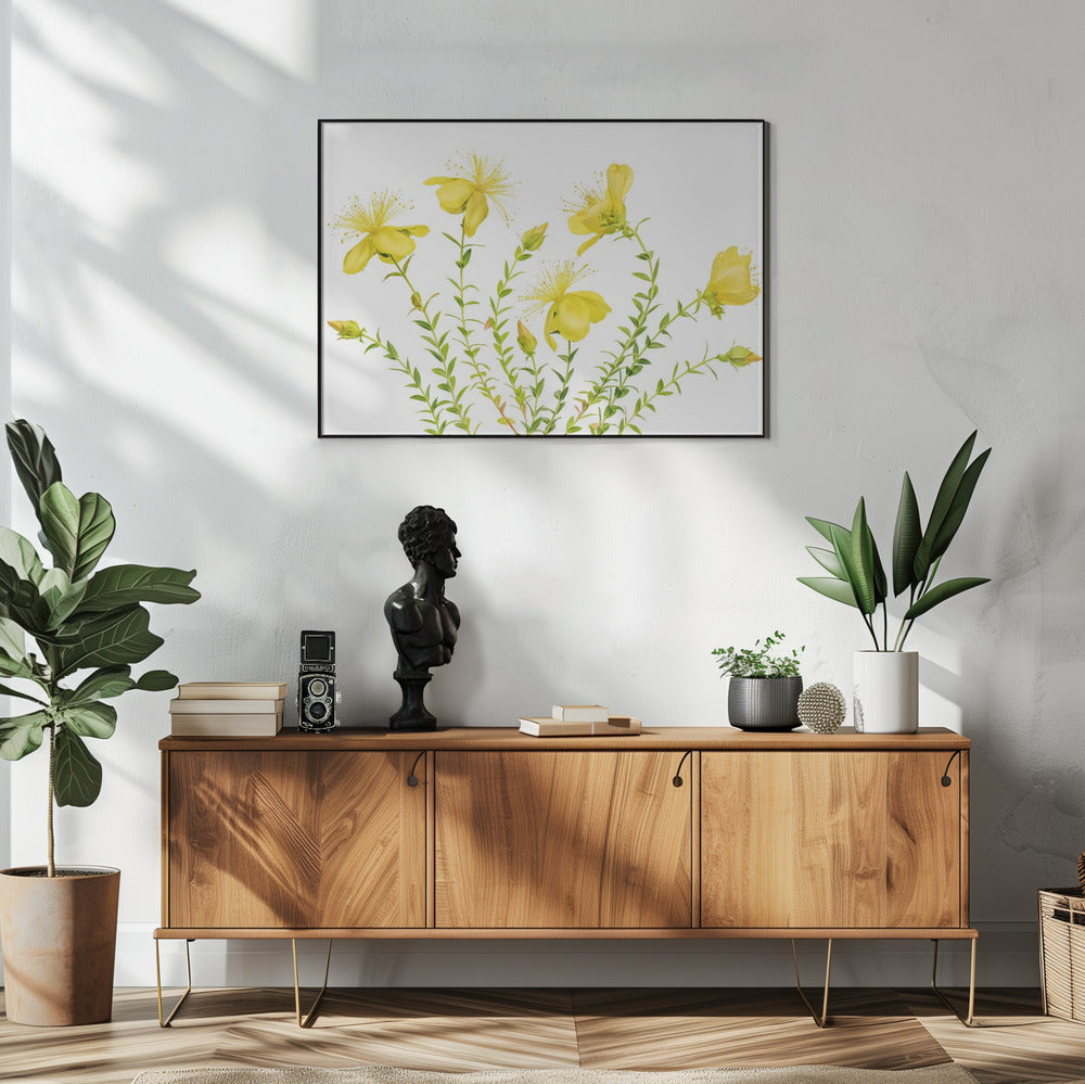Johanniskraut | Poster
