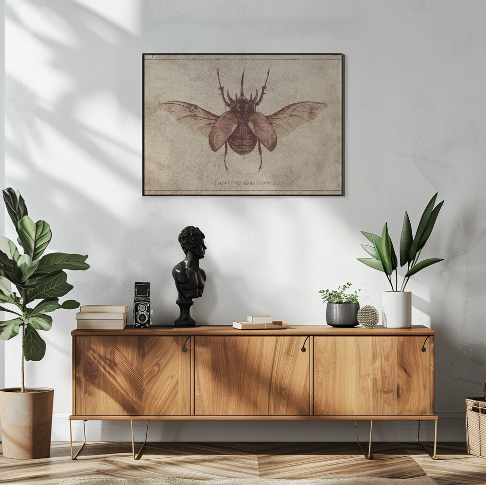 Eupatorus Gracilicornis Kopie | Poster