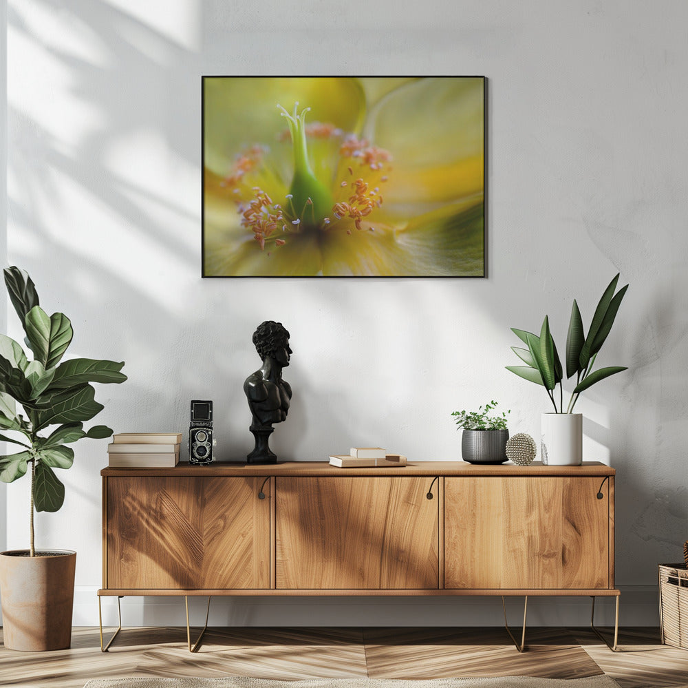 Johanniskraut | Poster