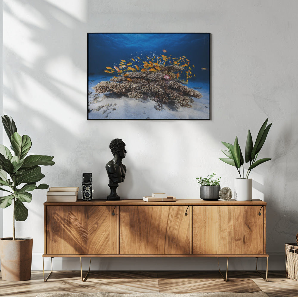 Marine Life | Poster