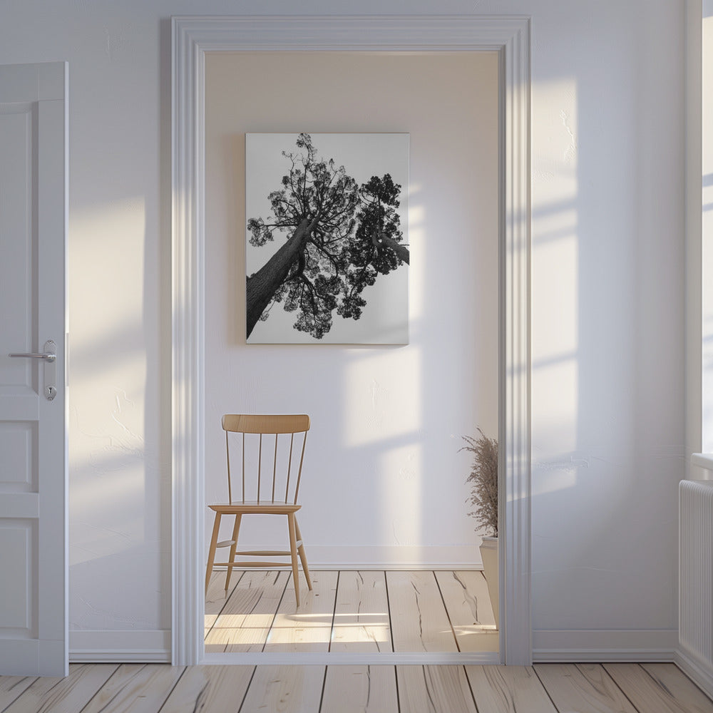 Hoch aufragende Kiefern | Leinwand