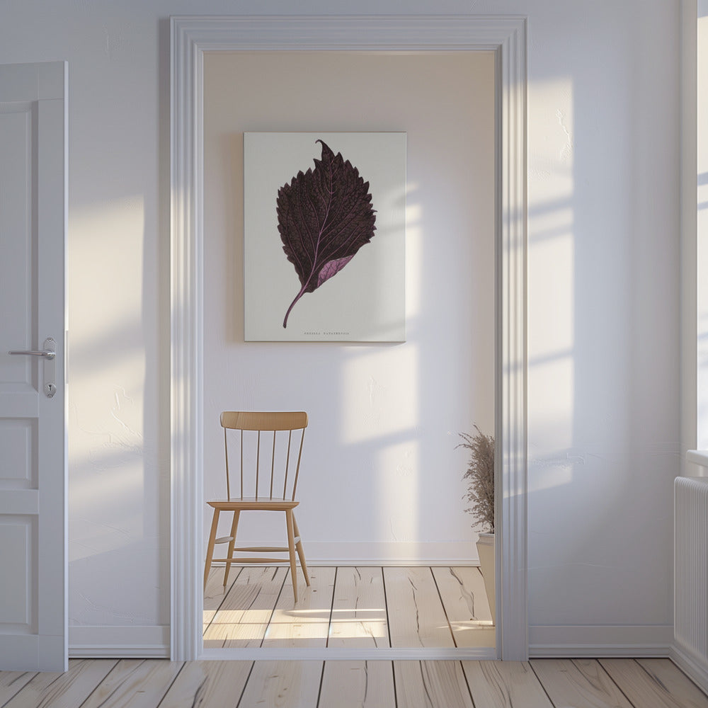 Pink Perilla Nankinensis Leaf Illustration | Canvas