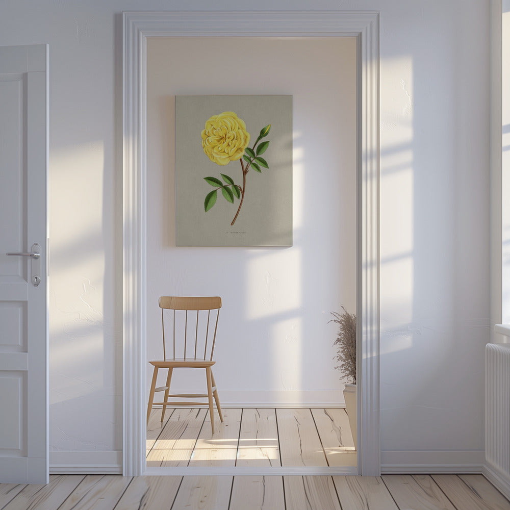 Rose Madame Falcot | Canvas