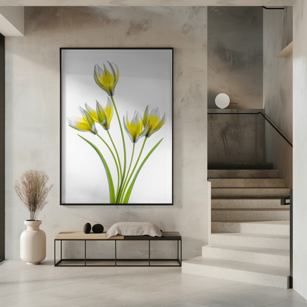 Tulipa | Poster