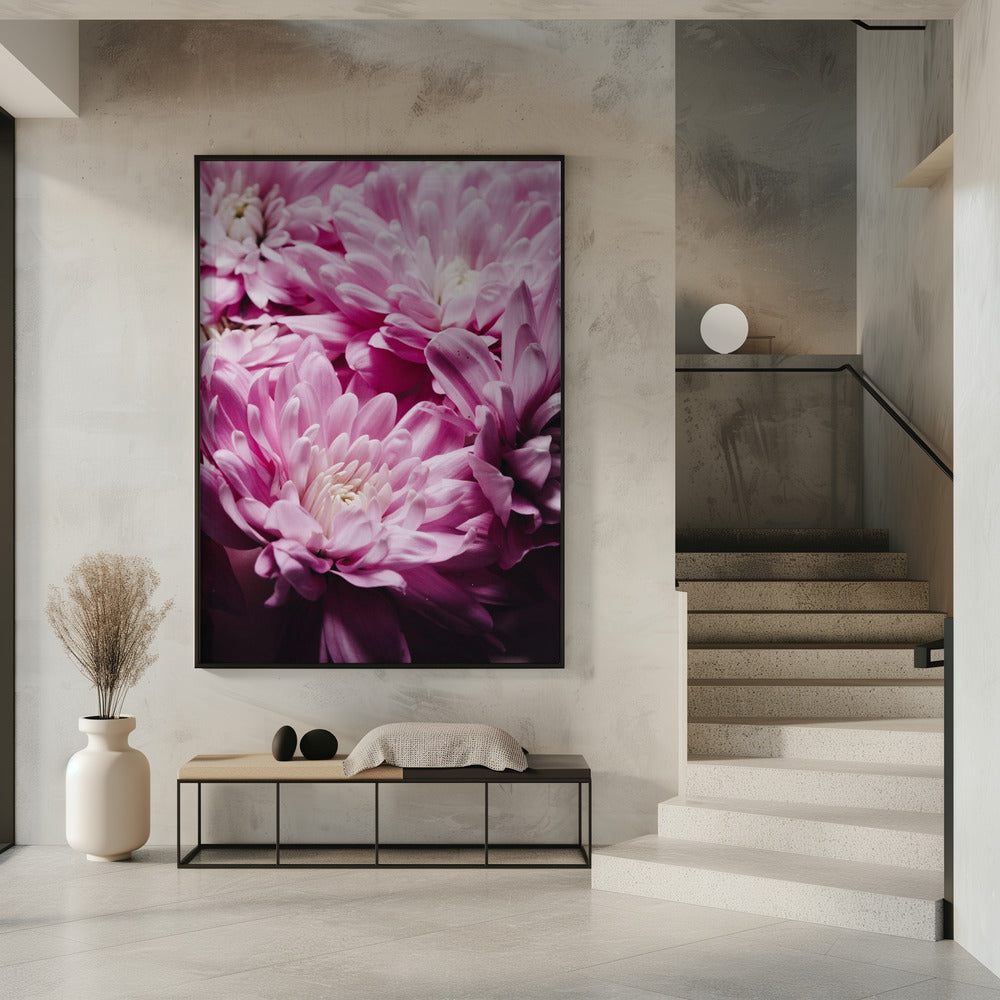 Leuchtend rosa Chrysanthemenblüten | Poster