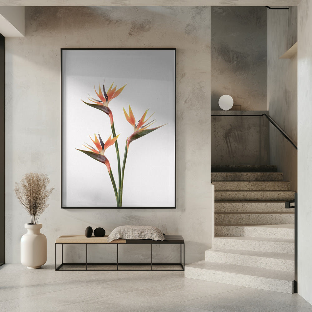 Paradiesvögel | Poster