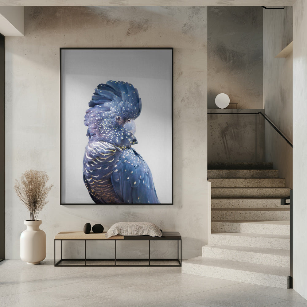 Schwarzer Kakadu | Poster