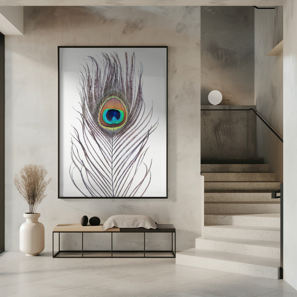 Pfauenfeder | Poster