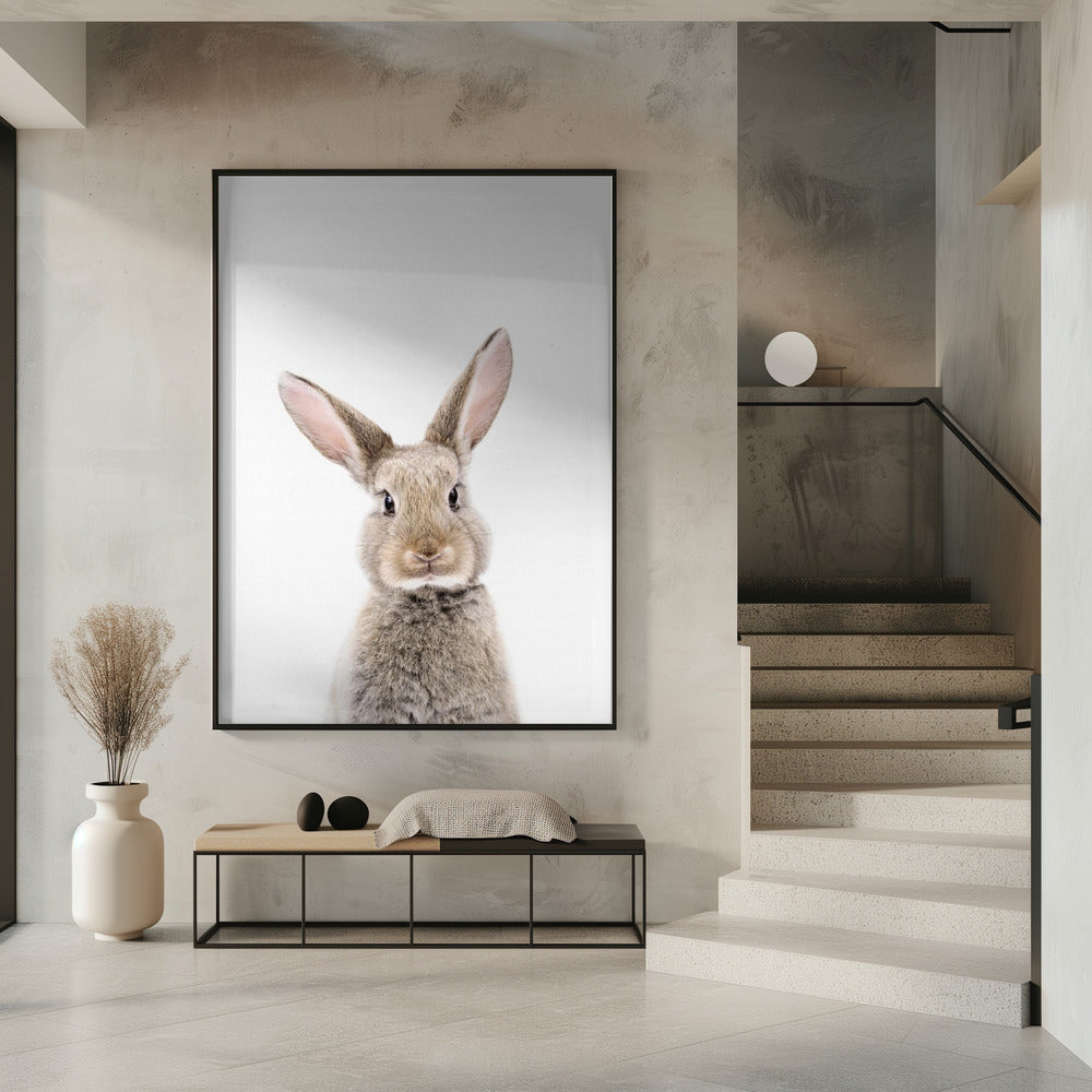 Baby-Kaninchen | Poster