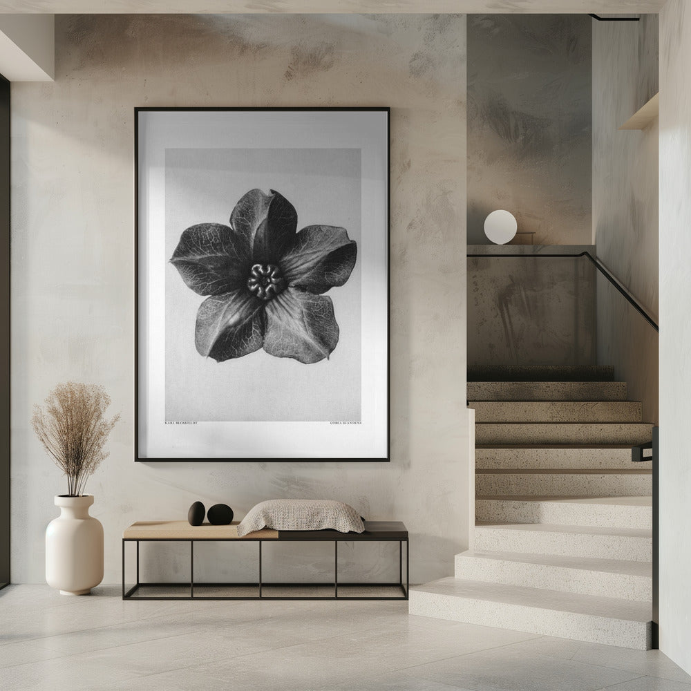Cobaea Scandens | Poster