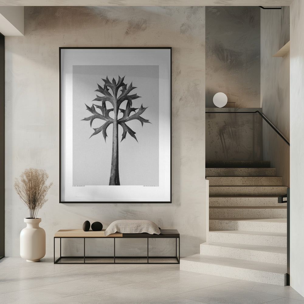 Eryngium Bourgatii | Poster
