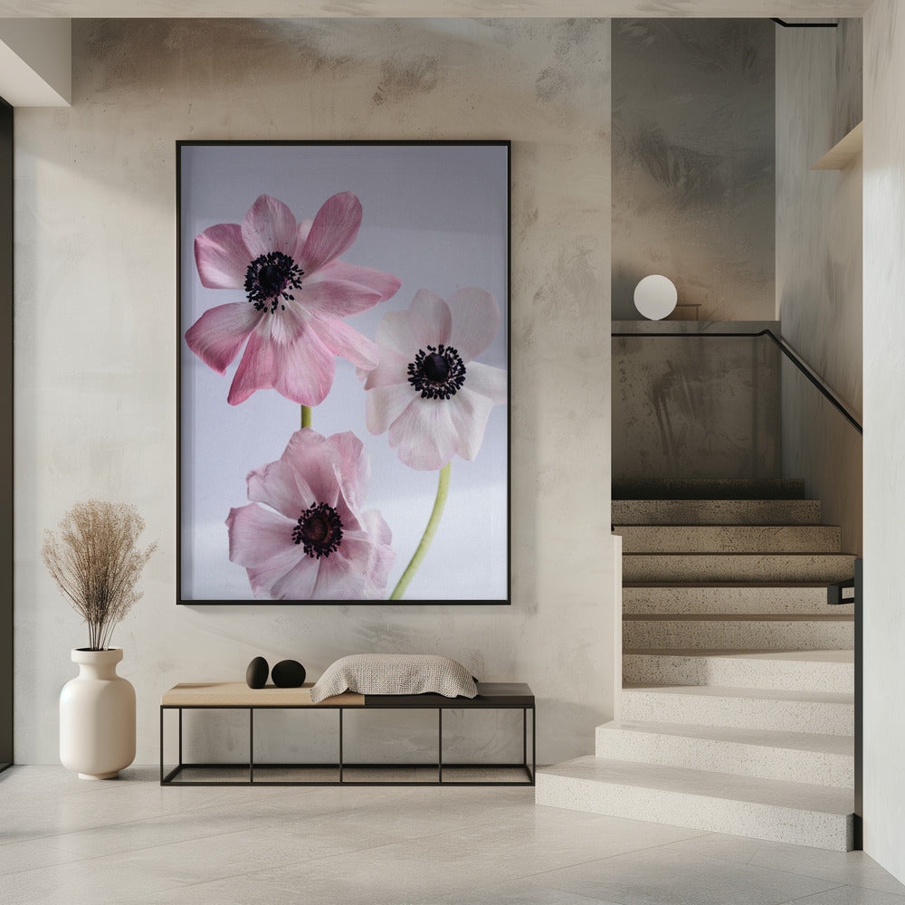 Elegant Pink Anemone Flowers | Poster