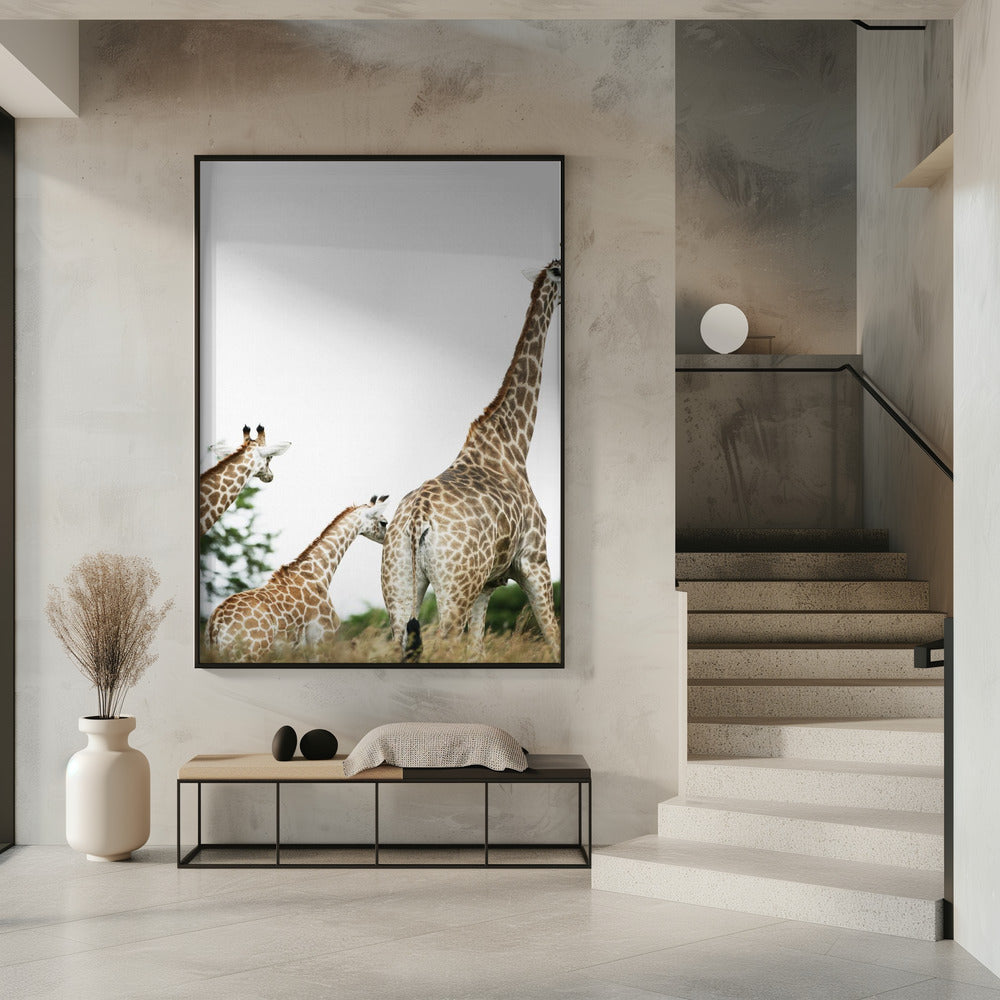 Giraffe Stroll | Poster