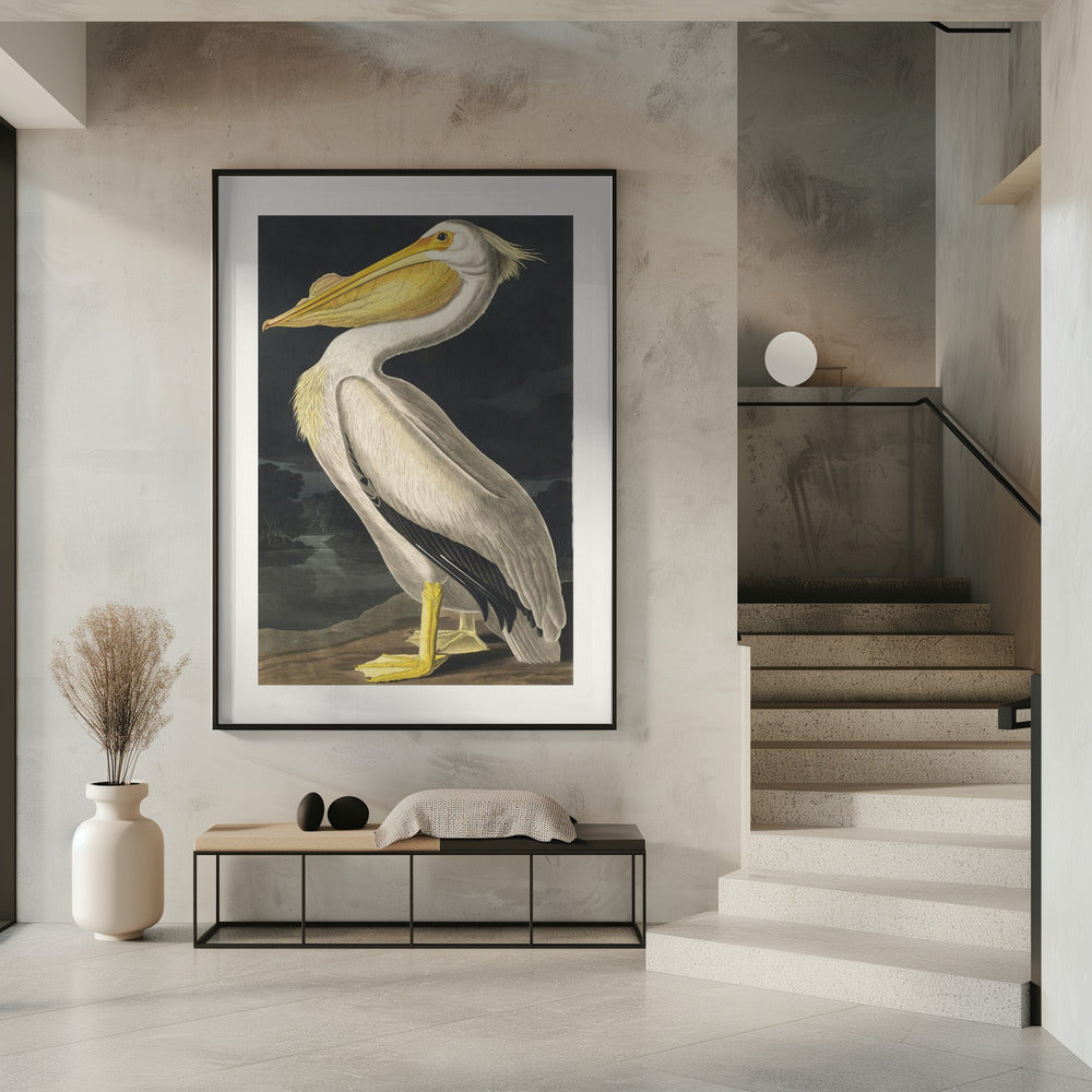 American White Pelican From Birds of America (1827) | Poster