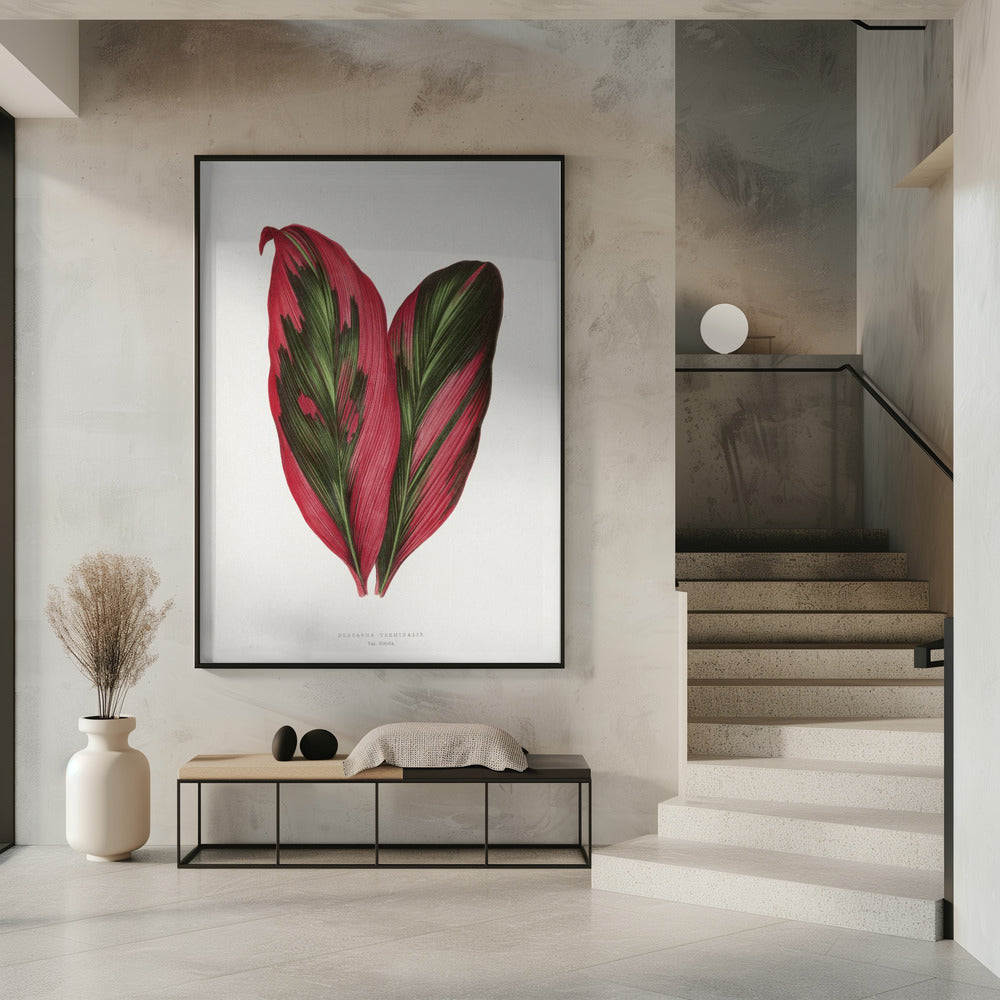 Pink Dracaena Terminalis Leaf Illustration | Poster